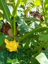 Im Garten